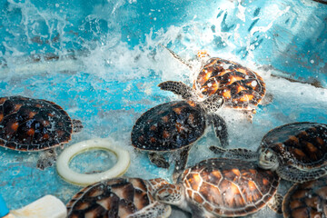 Chelonia mydas - Green sea turtles are nursing at Marine Biological Centre