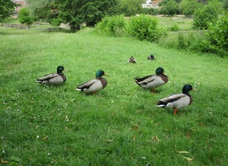Canards Colvert Malard (Anas platyrhynchos) immobiles sur une pelouse au bord d'un étang. 