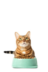A cat on a white background eats food from a bowl