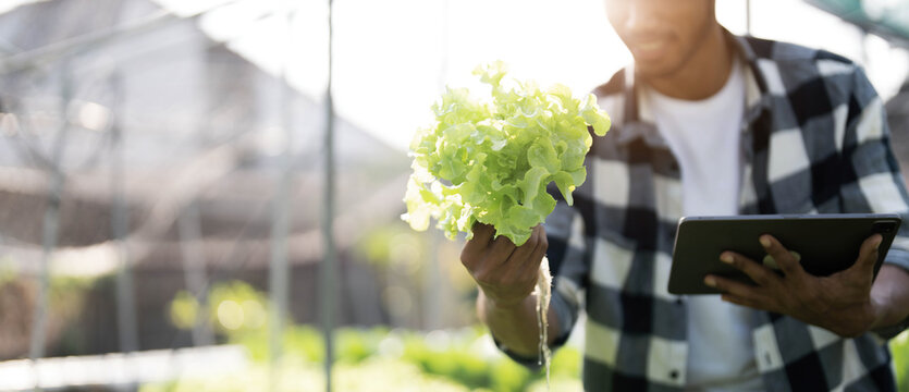 Smart farming and farm technology concept. Smart young asian farmer man using tablet to check quality and quantity of organic hydroponic vegetable garden at greenhouse in morning.
