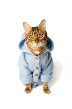 Funny cat in clothes on a white background.