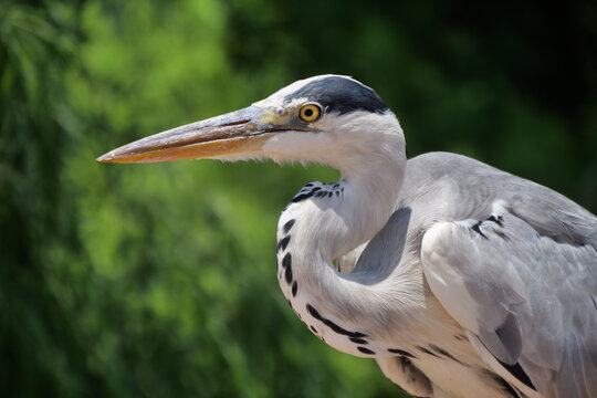 Wassernixen Bilder – Durchsuchen 9,402 Archivfotos, Vektorgrafiken und