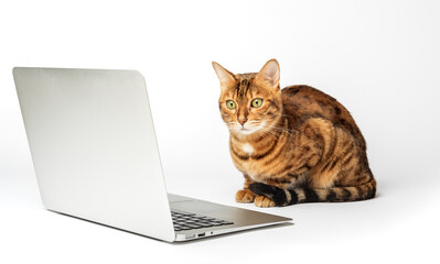 Side view of a ginger bengal cat looking at a laptop screen