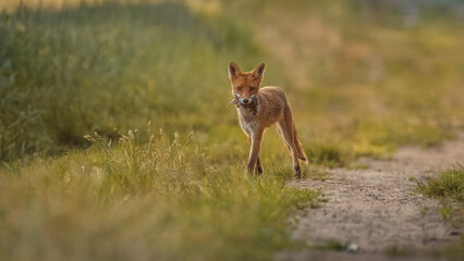 Rotfuchs (Vulpes vulpes) auf einem Feldweg