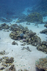 Colorful, picturesque coral reef at the sandy bottom of tropical sea, hard corals, underwater landscape