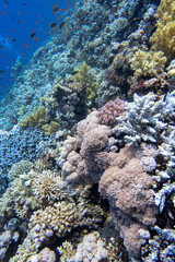 Colorful, picturesque coral reef at the bottom of tropical sea, hard corals and fishes Anthias, underwater landscape