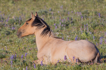 Beautiful Wild Horse in the the Pryor Mountains Montana in Summer