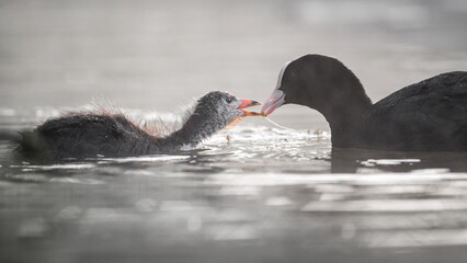 Blässhuhn (Fulica atra)