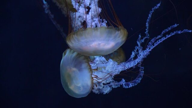 Groupe de méduses fluorescentes et transparentes