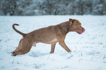 A beautiful purebred pit bull terrier is playing on a snowy field.