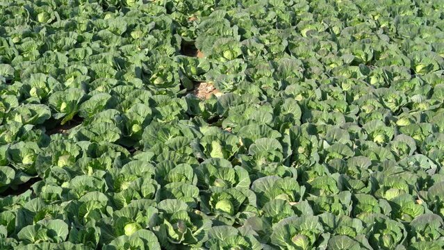 Background with Big cabbage field. Ripe harvest on a Farm or Greenhouse.