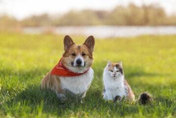 Naklejka na ściany i meble serious furry friends a cat and a corgi dog are sitting on a sunny meadow on a spring day