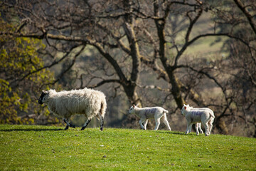 Schafe auf der Weide im Frühling