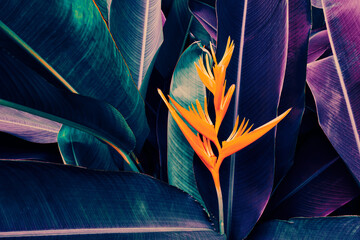 Tropical exotic flower blooming on dark nature background