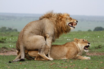 Close-up of a lion and lioness mating and roaring at each other