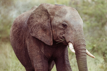 Fototapeta premium baby elephant
