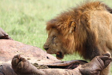 Adult lion with black mane feeeding on hippo carcass