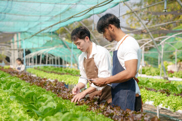 Hydroponics. Smiling young Asian couple farmer harvest organic vegetable salad from farm garden.