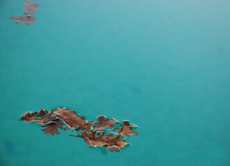 La foto mostra foglie autunnali cadute sulla superficie verde acqua di una piscina, creando un...