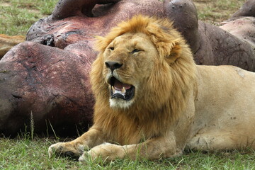 Tired lion with huge mane resting with his mouth open besides his hippo kill