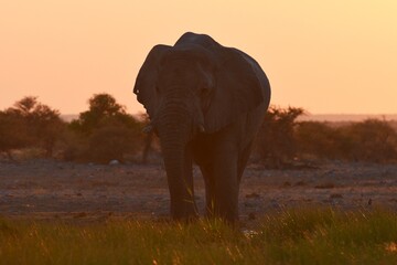 Fototapeta na wymiar Afrikanischer Elefant (loxodonta africana) am Wasserloch bei Namutoni im Etoscha Nationalpark in Namibia. 