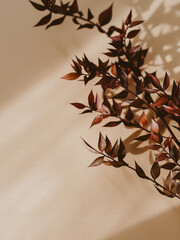 Decorative branch dry plant dark burgundy on beige background