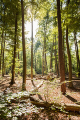 Natürliche Verjüngung