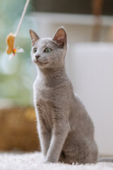 Russisch Blau Katze spielt in der Wohnung, Wohnzimmer