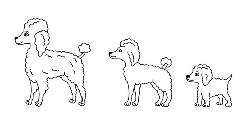 Stages of Poodle growth set. From puppy to adult dog. Animal pets. Editable outline stroke. Vector infographic.