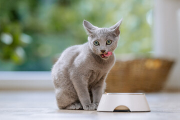 Russisch Blau Katze in Wohnung, putzt sich nach dem Fressen vor dem Futternapf