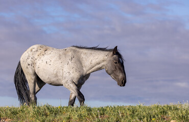 Beautiful Wild Horse in the the Pryor Mountains Montana in Summer