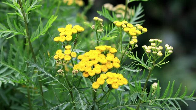 Yellow Flower, Tansy Tanacetum Vulgare, Rainfarn 
