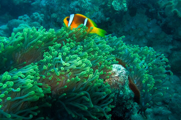 Obraz na płótnie Canvas clownfish and sea anemone