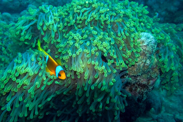 Fototapeta na wymiar clownfish and sea anemone