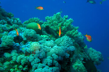 coral reef with fish