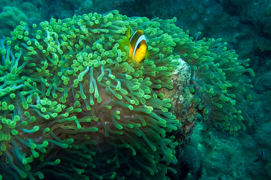 clownfish and sea anemone