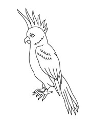Cockatoo bird. Editable outline stroke. Vector line illustration. © Ilia