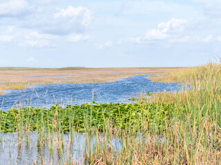 the florida everglades