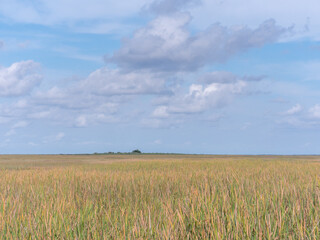 Fototapeta premium the florida everglades