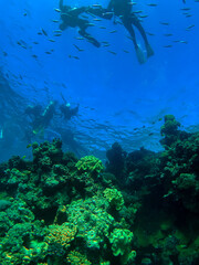 coral reef and diver
