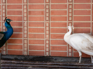 peacock in front of a wall