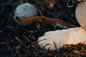Pata de bulldog frances con juguete despues de jugar