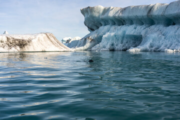 Iceberg and seal in Jokulsarlon