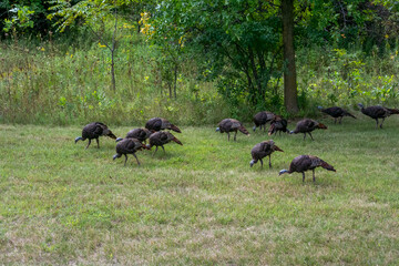 Wild Turkey Hen And Goslings In An Urban Field