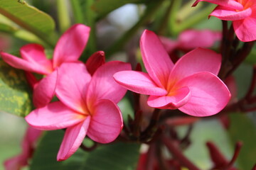 pink flowers