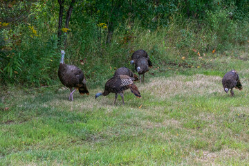 Wild Turkey Hen And Goslings In An Urban Field