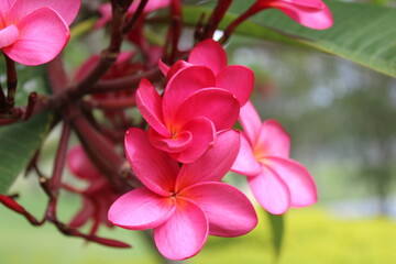 pink flowers Mohana