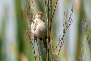 Cisticole à sonnette,.Cisticola tinniens, Levaillant's Cisticola