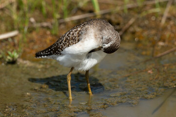 Chevalier sylvain,.Tringa glareola , Wood Sandpiper