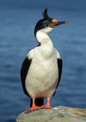 Cormoran impérial,.Leucocarbo atriceps, Imperial Shag Iles Falkland, Iles Malouines